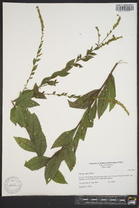 Solidago rugosa subsp. aspera image