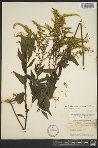 Solidago rugosa subsp. aspera image