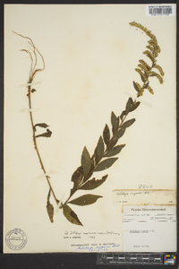 Solidago rugosa subsp. aspera image