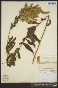 Solidago rugosa subsp. aspera image