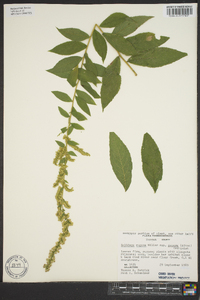 Solidago rugosa subsp. aspera image