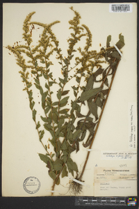 Solidago rugosa subsp. aspera image