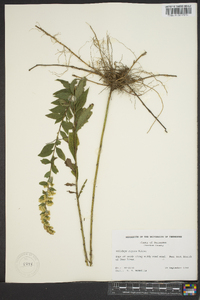 Solidago rugosa subsp. aspera image