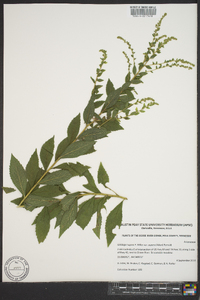 Solidago rugosa subsp. aspera image