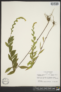 Solidago rugosa subsp. aspera image