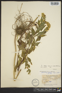 Solidago rugosa subsp. aspera image