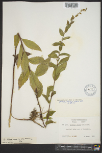 Solidago rugosa subsp. aspera image