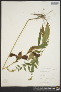 Solidago rugosa subsp. aspera image