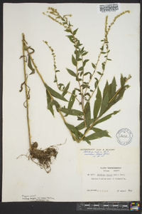 Solidago rugosa subsp. aspera image