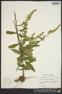 Solidago rugosa subsp. aspera image