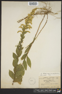 Solidago rugosa subsp. aspera image