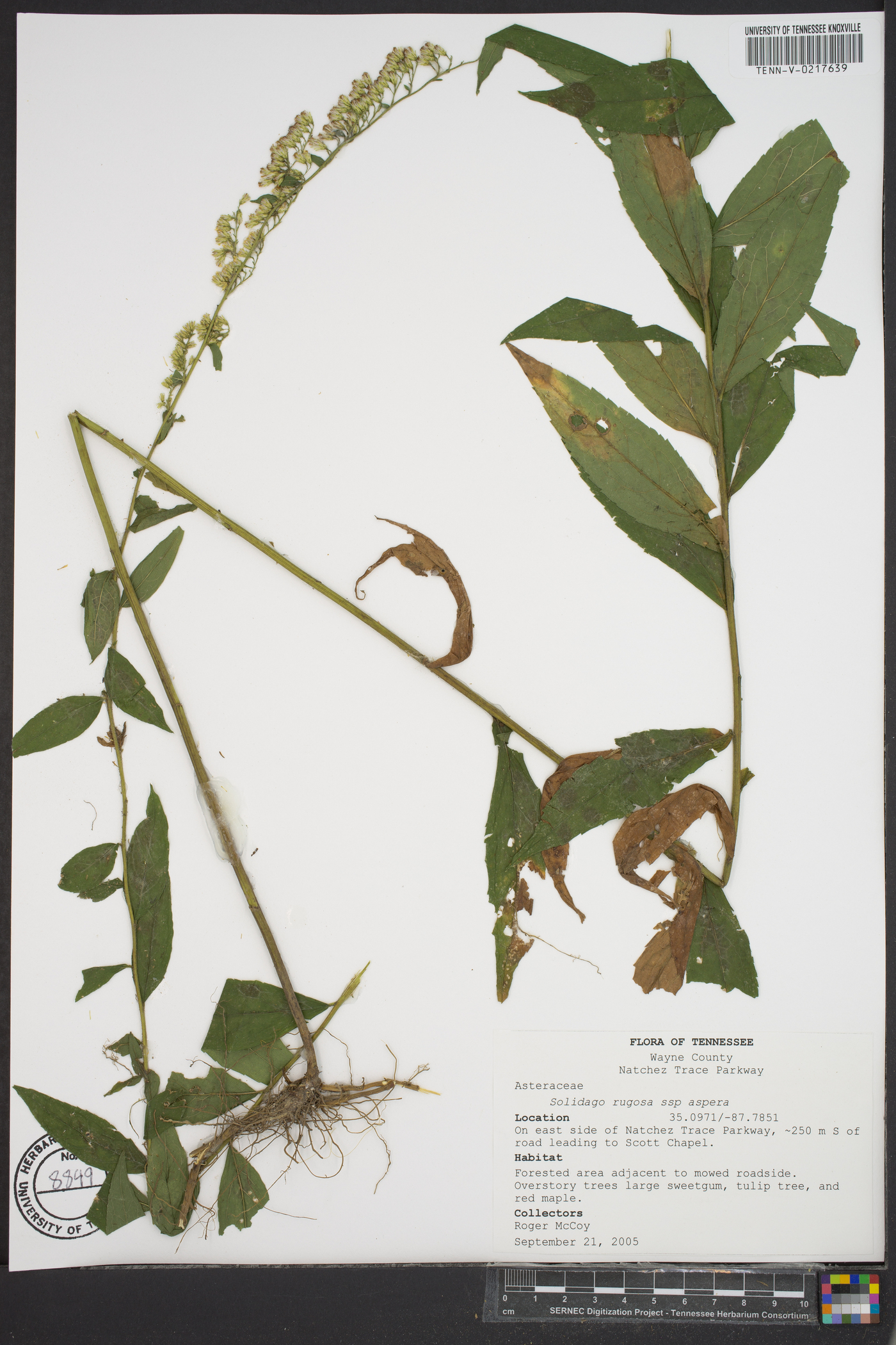 Solidago rugosa subsp. aspera image
