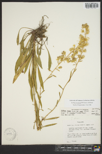 Solidago simplex image