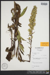 Solidago speciosa image