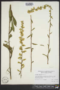 Solidago speciosa image