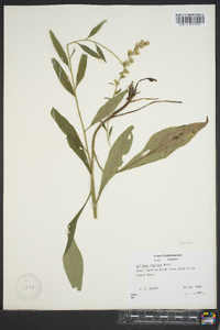 Solidago speciosa image