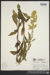 Solidago speciosa image