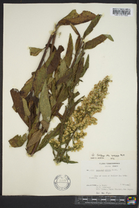 Solidago speciosa image