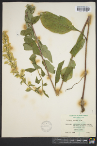 Solidago speciosa image