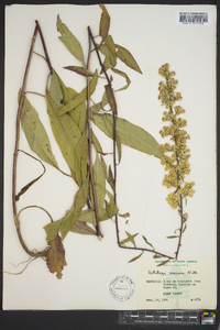 Solidago speciosa image