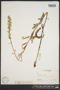 Solidago rigidiuscula image