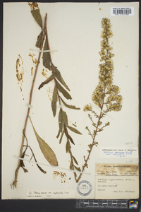 Solidago rigidiuscula image