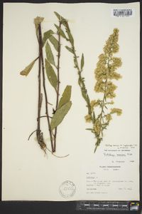 Solidago rigidiuscula image