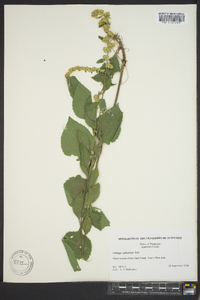 Solidago sphacelata image