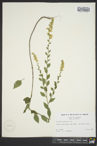 Solidago sphacelata image