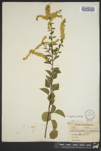 Solidago sphacelata image