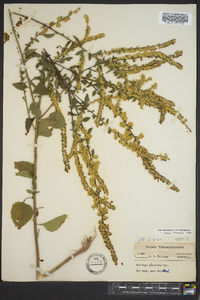 Solidago sphacelata image