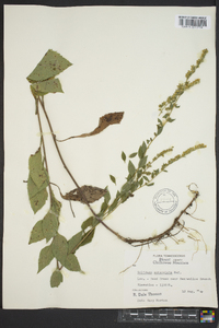 Solidago sphacelata image