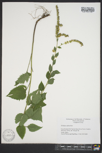 Solidago sphacelata image