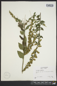 Solidago sphacelata image