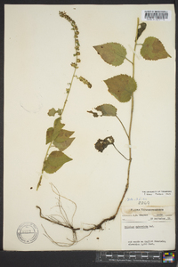 Solidago sphacelata image