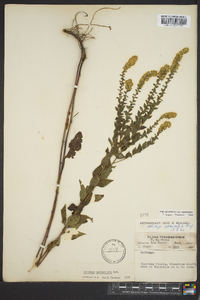 Solidago sphacelata image