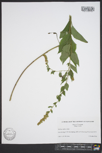 Solidago sphacelata image