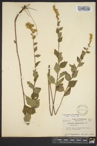 Solidago sphacelata image