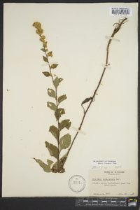 Solidago sphacelata image