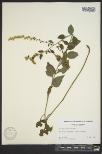 Solidago sphacelata image