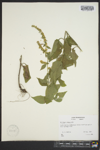 Solidago sphacelata image