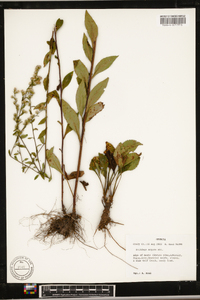 Solidago arguta subsp. arguta image