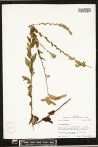 Solidago arguta subsp. boottii image