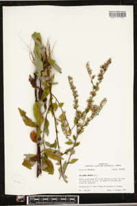 Solidago arguta subsp. boottii image