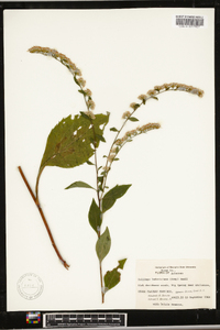 Solidago arguta subsp. boottii image