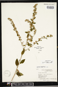 Solidago arguta subsp. boottii image