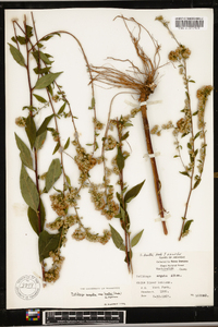 Solidago arguta subsp. boottii image