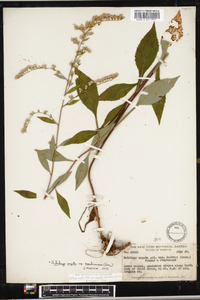 Solidago arguta subsp. boottii image