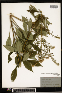 Solidago arguta subsp. boottii image