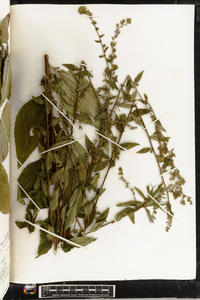 Solidago arguta subsp. boottii image